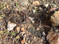 Masticophis taeniatus