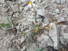 Coreocarpus parthenioides parthenioides