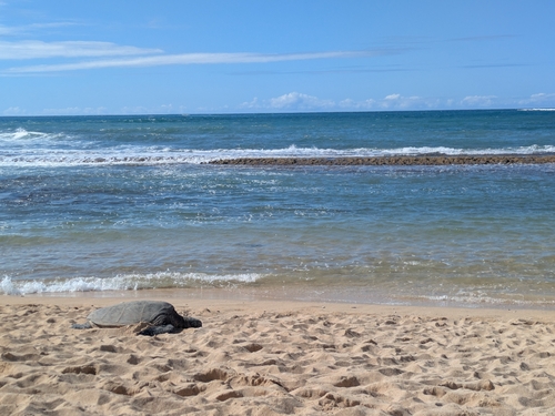Chelonia mydas