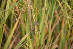 Orthetrum sabina