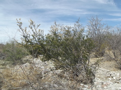 Vachellia brandegeana