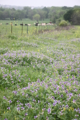 Astragalus leptocarpus
