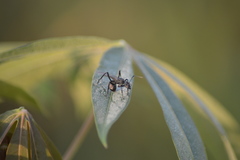 Polyrhachis