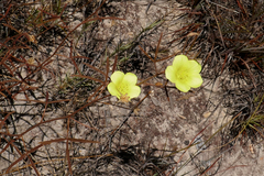Hibiscus antanossarum image
