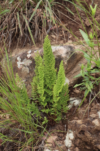 Anemia vestita (Anemia vestita)