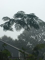Albizia julibrissin julibrissin