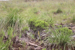 Xerophyta retinervis