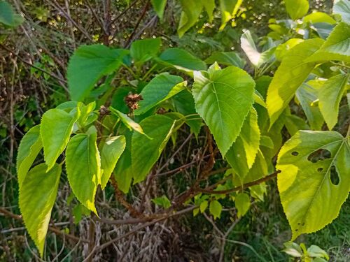 Melochia odorata observed 2026-04-20