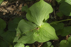Trillium camschatcense