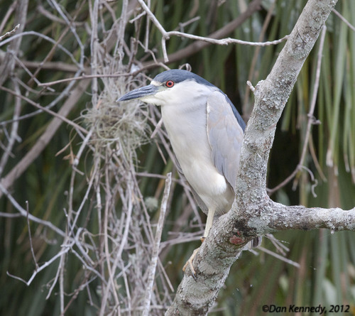 Nycticorax nycticorax image