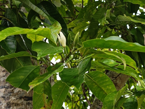 Magnolia alba observed 2026-04-24