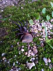 Cyclocosmia