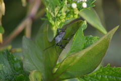 Coreidae