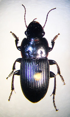 Harpalus providens