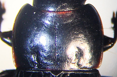 Harpalus providens