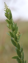 Searsia pondoensis image