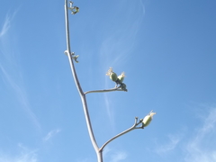Agave datylio