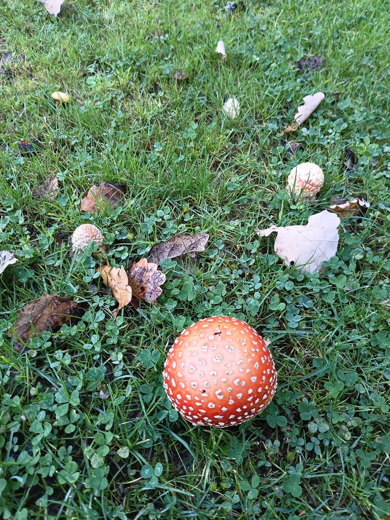 Amanita muscaria · April 2026 · photo: © meurkc (iNaturalist, cc-by)