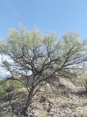 Prosopis palmeri