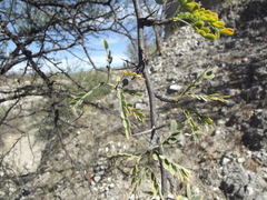 Prosopis palmeri