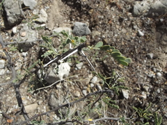 Prosopis palmeri