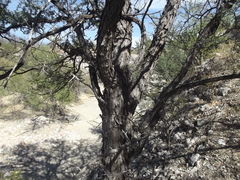Prosopis palmeri
