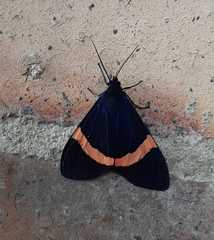 Aclytia