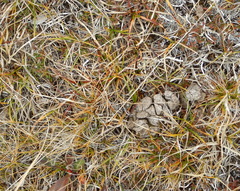 Ovibos moschatus