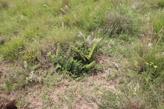 Dryopteris athamantica