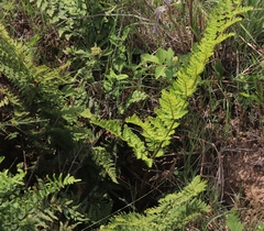 Dryopteris athamantica