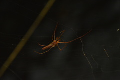 Tetragnatha