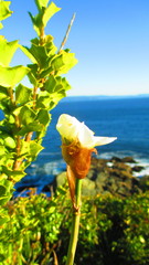 Libertia chilensis