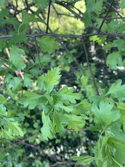 Crataegus monogyna