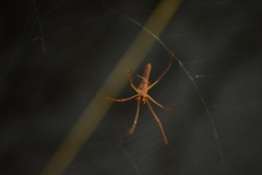 Tetragnatha