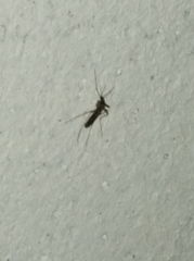 Culex pipiens