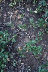Quercus intricata