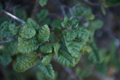 Quercus intricata