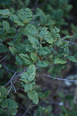 Quercus intricata