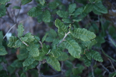 Quercus intricata
