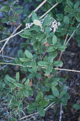 Quercus intricata