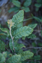 Quercus intricata