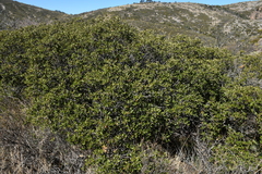 Quercus intricata