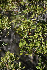 Quercus intricata
