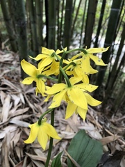Calanthe striata