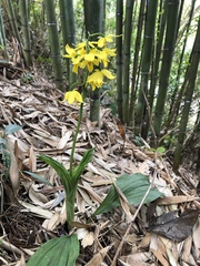 Calanthe striata