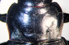 Harpalus lewisii