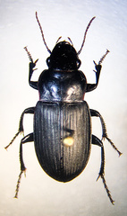 Harpalus lewisii