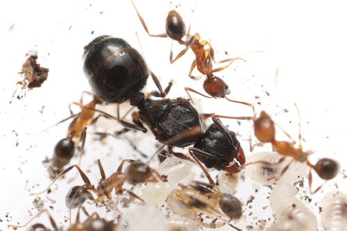 Pheidole rivetiPheidole riveti