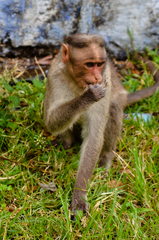 Macaca radiata