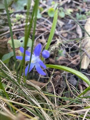 Scilla luciliae